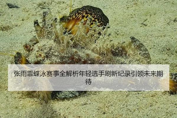 张雨霏蝶泳赛事全解析年轻选手刷新纪录引领未来期待